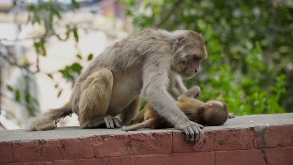 Female Monkey with Cub