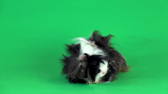 Abyssinian Guinea Pig Pet with Black White and Orange Fur Coat on a Green Background Screen in