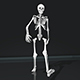 Skeleton Walking - 3DOcean Item for Sale