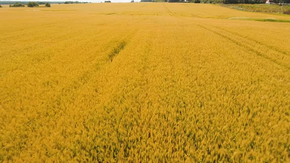 Aerial View of Golden Wheat Field