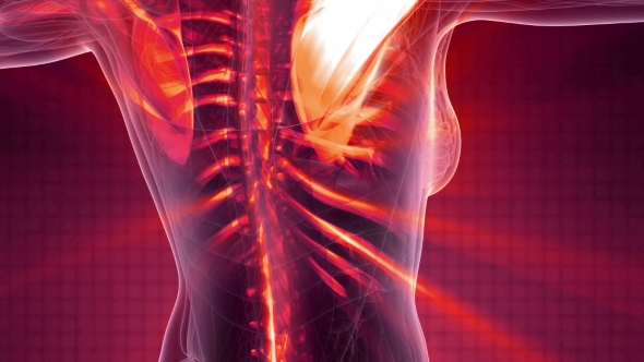 Human Body with Visible Skeletal Bones alt