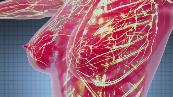 Human Body with Glow Blood Vessels alt