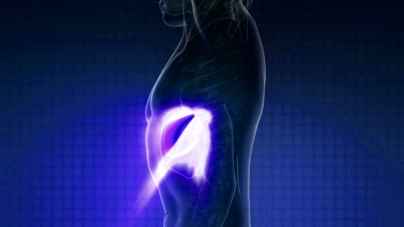 Anatomy Scan of Human Liver alt