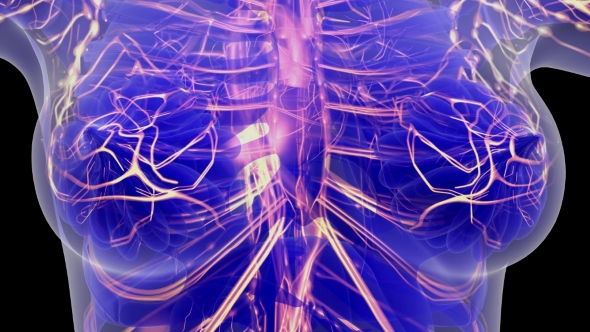 Human Body with Glow Blood Vessels alt