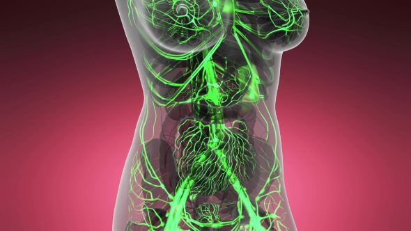 Human Body with Glow Blood Vessels alt