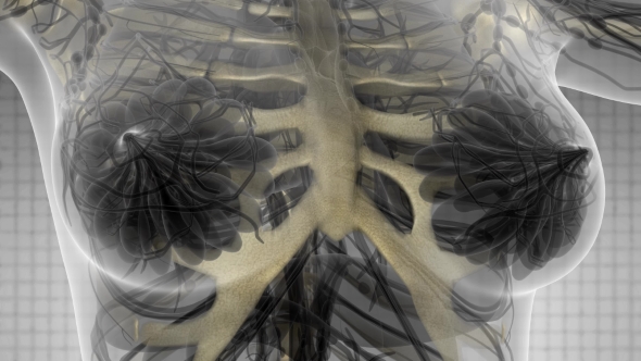 Human Body with Visible Skeletal Bones alt