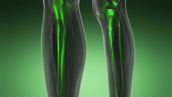 Human Body with Visible Skeletal Bones alt