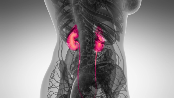 Anatomy Scan of Human Kidneys