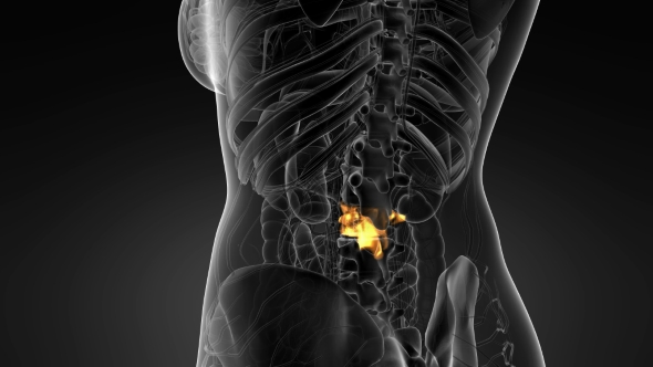 Backache in Back Bones alt