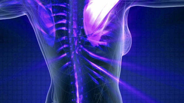 Human Body with Visible Skeletal Bones alt