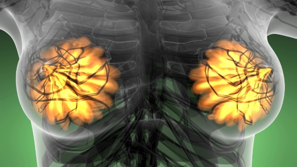 Human Body with Visible Glow Mammary Gland alt