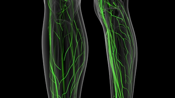 Human Body with Glow Blood Vessels alt