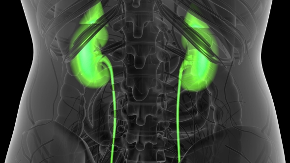 Anatomy Scan of Human Kidneys