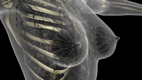 Human Body with Visible Skeletal Bones alt