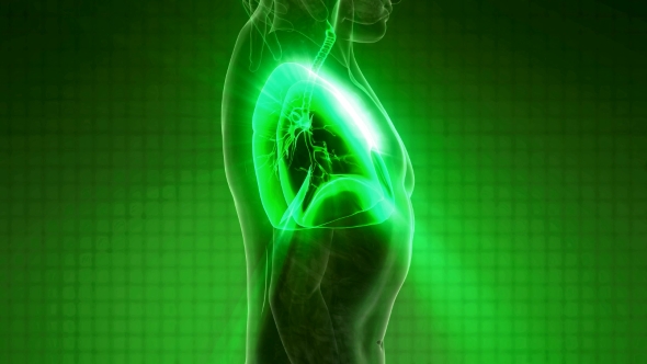 Human Body with Visible Lungs alt