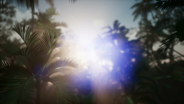 Sunset Beams Through Palm Trees alt