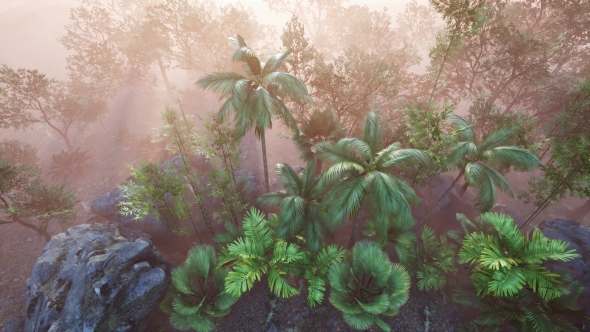 Sunset Beams Through Palm Trees alt