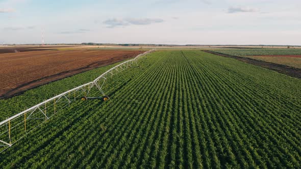 Industrial Farming Aerial Video Footage: Irrigation of Field in Summer. Drone Shot, Agriculture at