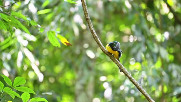 Costa Rica Birds, Black Headed Trogon (trogon melanocephalus), Tropical Bird in the Forest of Carara