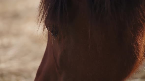 Close up of a horse's face