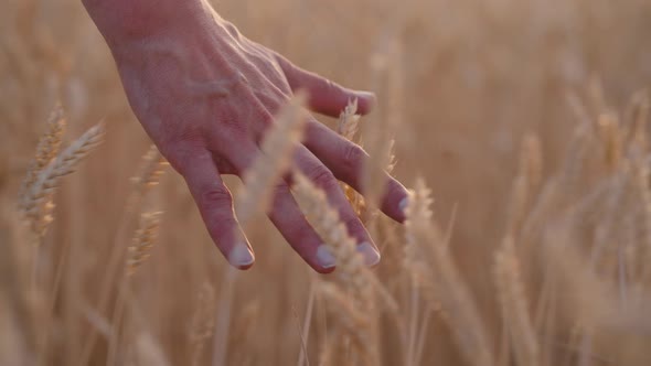 Male Hand Touching Wheat Spikelets