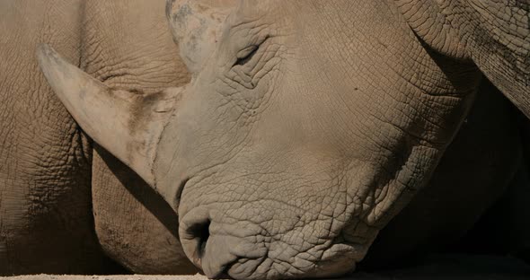 The white rhinoceros or square-lipped rhinoceros, (Ceratotherium simum)