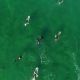 Group of Surfers Waiting for Waves Near Ocean Beach, Aerial View - VideoHive Item for Sale