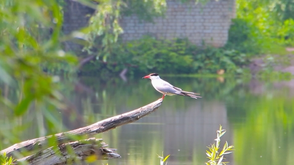 River Tern Sits on Branch