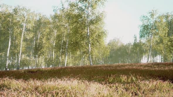 Spring in the Birch Grove Forest alt