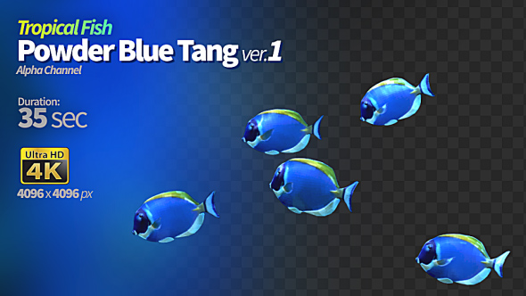 Powder Blue Tang 1