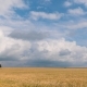Landscape of Wheat Field at Harvest - VideoHive Item for Sale