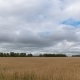 Landscape of Wheat Field at Harvest - VideoHive Item for Sale