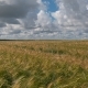 Landscape of Wheat Field at Harvest - VideoHive Item for Sale