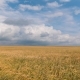 Landscape of Wheat Field at Harvest - VideoHive Item for Sale