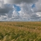 Landscape of Wheat Field at Harvest - VideoHive Item for Sale