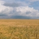 Landscape of Wheat Field at Harvest - VideoHive Item for Sale