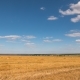 Landscape of Wheat Field at Harvest - VideoHive Item for Sale