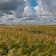 Landscape of Wheat Field at Harvest - VideoHive Item for Sale