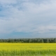 Landscape of Field Yellow Grass - VideoHive Item for Sale