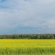 Landscape of Field Yellow Grass - VideoHive Item for Sale