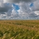Landscape of Wheat Field at Harvest - VideoHive Item for Sale