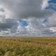 Landscape of Wheat Field at Harvest - VideoHive Item for Sale