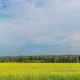 Landscape of Field Yellow Grass - VideoHive Item for Sale