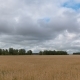 Landscape of Wheat Field at Harvest - VideoHive Item for Sale