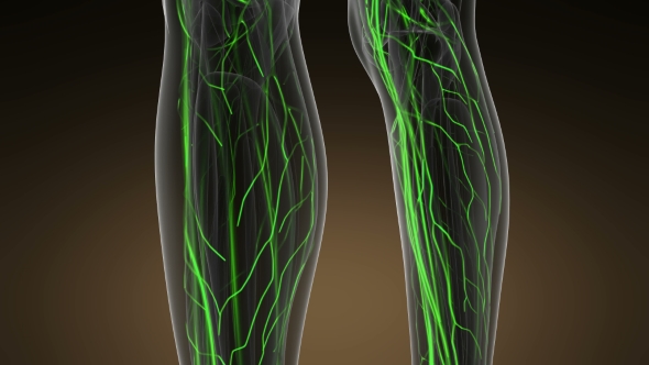 Human Body with Glow Blood Vessels alt