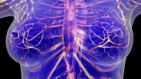 Human Body with Glow Blood Vessels alt