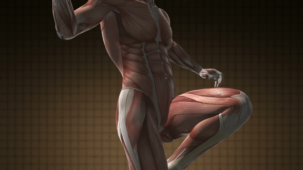 Human Muscle Anatomy alt
