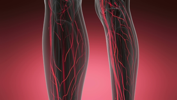 Human Body with Glow Blood Vessels alt