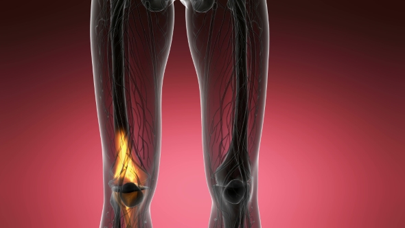 Knee Bones Anatomy alt