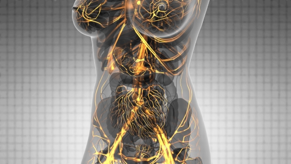 Human Body with Glow Blood Vessels alt